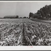 Tobacco before it has been "topped" of its blossoms. In field on farm near Lexington, Kentucky.