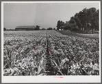 Tobacco before it has been "topped" of its blossoms. In field on farm near Lexington, Kentucky.