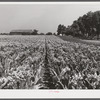 Tobacco before it has been "topped" of its blossoms. In field on farm near Lexington, Kentucky.