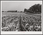 Tobacco before it has been "topped" of its blossoms. In field on farm near Lexington, Kentucky.