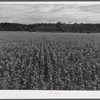 Cornfield with tobacco barn in background on Russell Spear's farm near Lexington, Kentucky.