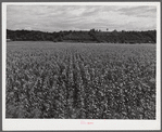 Cornfield with tobacco barn in background on Russell Spear's farm near Lexington, Kentucky.