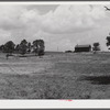 Cornfield along highway between Louisville and Bardstown, Kentucky.