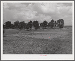 General view of Russell Spear's farm near Lexington, Kentucky.