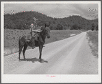 Rural mailman riding to the crossroads where he will meet another postman in a wagon. The mail sacks will then be transferred to his saddlebags and he will take the mail further up the side road and creek beds where no wagon or car can go. In the mountain section near Morehead, Kentucky.