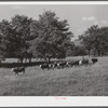 Cattle on Russell Spear's farm near Lexington, Kentucky.