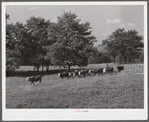 Cattle on Russell Spear's farm near Lexington, Kentucky.