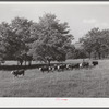 Cattle on Russell Spear's farm near Lexington, Kentucky.