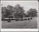 Cattle on Russell Spear's farm near Lexington, Kentucky.