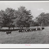 Cattle on Russell Spear's farm near Lexington, Kentucky.