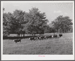 Cattle on Russell Spear's farm near Lexington, Kentucky.