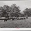 Cattle on Russell Spear's farm near Lexington, Kentucky.