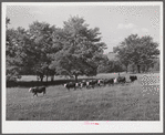 Cattle on Russell Spear's farm near Lexington, Kentucky.