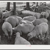 Sheep grazing on farm of Russell Spears near Lexington, Kentucky.