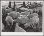 Sheep grazing on farm of Russell Spears near Lexington, Kentucky.