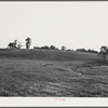 Sheep in meadow near Louisville, Kentucky.