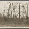 View of fence trees along road. West side of road to Middle Island, at line between Yaphank - Middle Island districts. Middle Island, Brookhaven