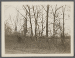 View of fence trees along road. West side of road to Middle Island, at line between Yaphank - Middle Island districts. Middle Island, Brookhaven