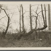 View of fence trees along road. West side of road to Middle Island, at line between Yaphank - Middle Island districts. Middle Island, Brookhaven