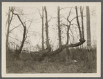 View of fence trees along road. West side of road to Middle Island, at line between Yaphank - Middle Island districts. Middle Island, Brookhaven