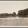 A.K. Smith's Duck Farm. On Terrell River. East Moriches, Brookhaven