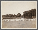 A.K. Smith's Duck Farm. On Terrell River. East Moriches, Brookhaven