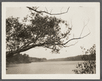 View of Terrell River, later called for a time (1882) Barnes' Mill Pond. Looking south from Montauk Highway. East Moriches, Brookhaven