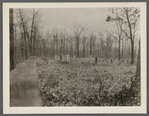 Selden Burying Grouid. South side Middle Country Road, about 150ft west of French house. Oldest monunents 1809, 1810, 1811. Selden, Brookhaven