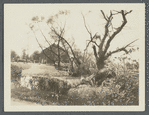 View of farm. West side Jerusalem Ave. and Cedar Swamp Road. A.J. Starkins (1873). Jericho, Oyster Bay