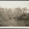 View of mill pond at Carman's Gristmill (1858). Henry W. Carman sold mill and pond to Suffolk Club about 1910. South Haven, Brookhaven