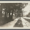 View of looped tree (5 in 1). South side Montauk Highway, between Atlantic and Hillside Aves. Patchogue, Brookhaven