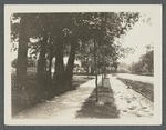 View of looped tree (5 in 1). South side Montauk Highway, between Atlantic and Hillside Aves. Patchogue, Brookhaven