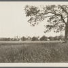 View of houses across a field. South of Montauk Highway and east of Presbyterian Church. View from Montauk Highway, looking southwest. Bellport, Brookhaven