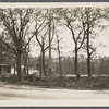 View of looped trees (old farm fence). South side Montauk Highway. Patchogue, Brookhaven