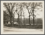 View of looped trees (old farm fence). South side Montauk Highway. Patchogue, Brookhaven