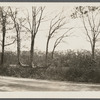 View of looped trees (old farm fence). South side Montauk Highway. Patchogue, Brookhaven