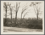 View of looped trees (old farm fence). South side Montauk Highway. Patchogue, Brookhaven