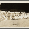 A.k. Smith duck farm. Center Moriches, Brookhaven