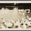 A.k. Smith duck farm. Center Moriches, Brookhaven