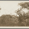 A. Barnes house. West side of Terrells River, just north of Montauk Highway. East Moriches, Brookhaven