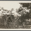 A. Barnes house. West side of Terrells River, just north of Montauk Highway. East Moriches, Brookhaven