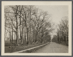 View of Main Street, showing trees. Looking west toward P.O. Yaphank, Brookhaven