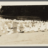 A.K. Smith's Duck Farm. East Moriches, Brookhaven