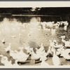 A.K. Smith's Duck Farm. East Moriches, Brookhaven