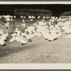 A.K. Smith's Duck Farm. East Moriches, Brookhaven