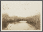 View of brook opp. Mecox Bay Farm, looking north from Montauk Highway, west of Hay Ground Mill. Bridgehampton, Southampton