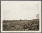 View at Sebonack Neck. Manufactured windmill on grounds of National Golf Links in distance. Sebonac, Southampton