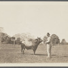 View of one of A.T. Haney's bulls (Haney holding chain?). East side Sagg Main Street, south of Montauk Highway, Poxabogue. Bridgehampton, Southampton