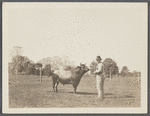 View of one of A.T. Haney's bulls (Haney holding chain?). East side Sagg Main Street, south of Montauk Highway, Poxabogue. Bridgehampton, Southampton