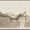 View of one of A.T. Haney's bulls (Haney holding chain?). East side Sagg Main Street, south of Montauk Highway, Poxabogue. Bridgehampton, Southampton